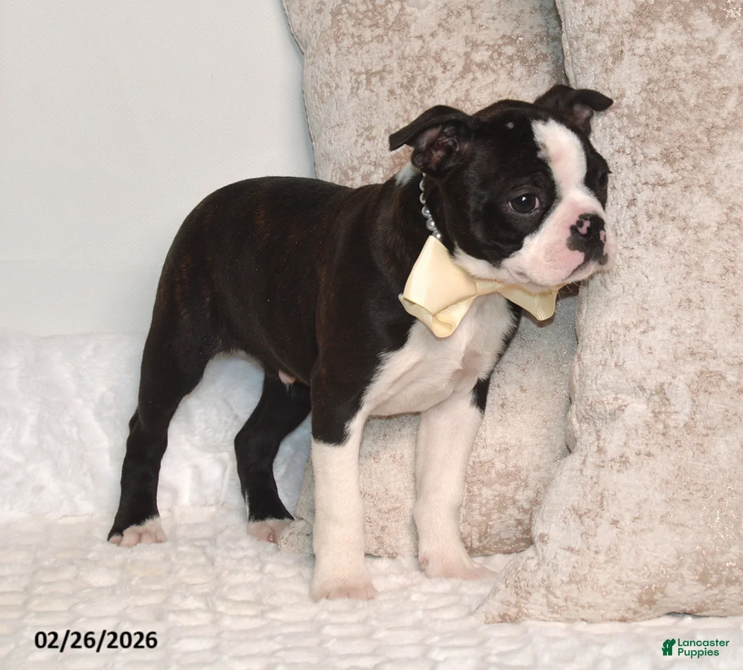 Boston Terrier dogs for sale: Billy - Ad 2