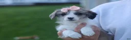 Corgipoo dogs for sale: NAOMI - Ad 14