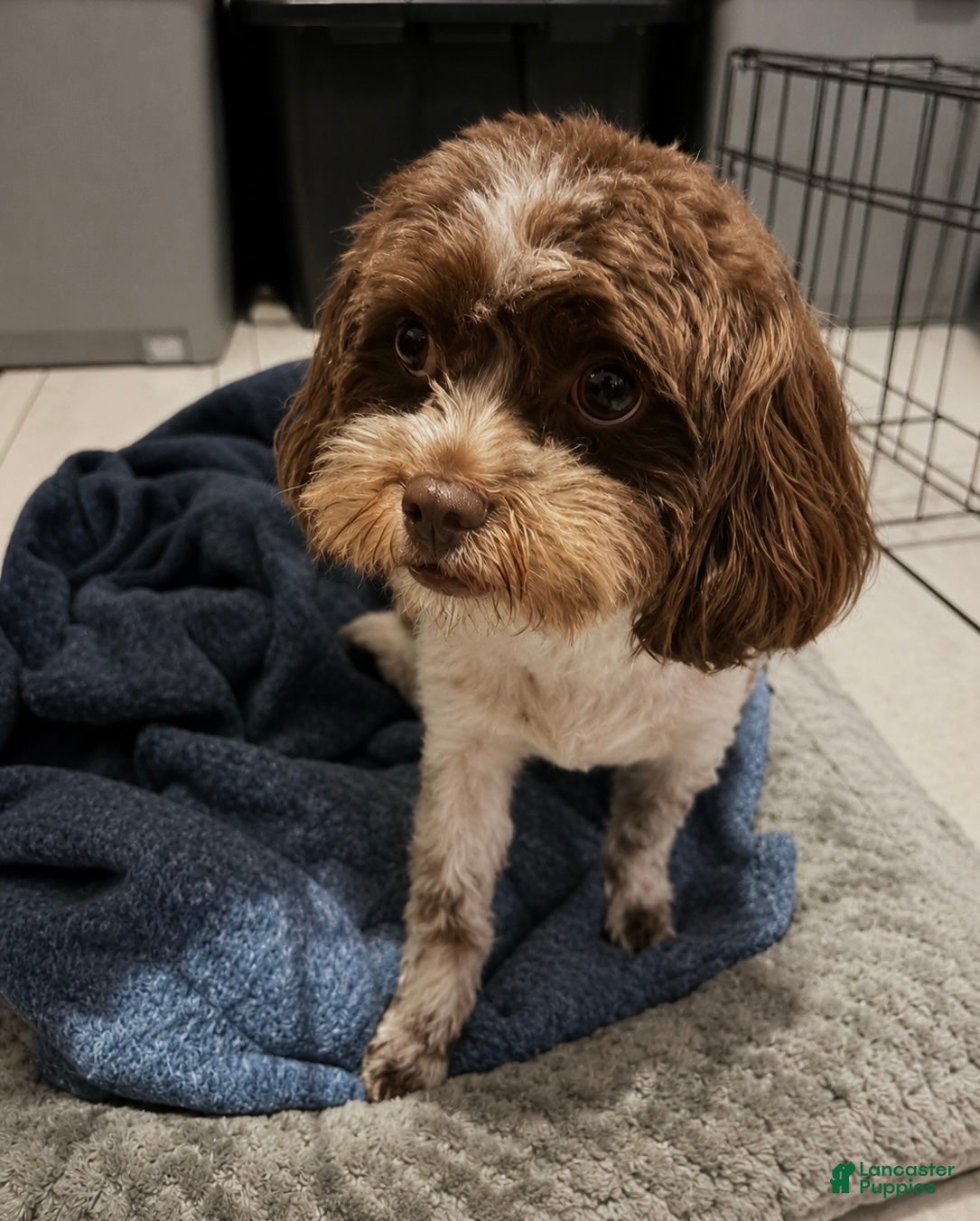 Shih Tzu dogs for sale: Shih Tzu Puppy 1 - Ad 1
