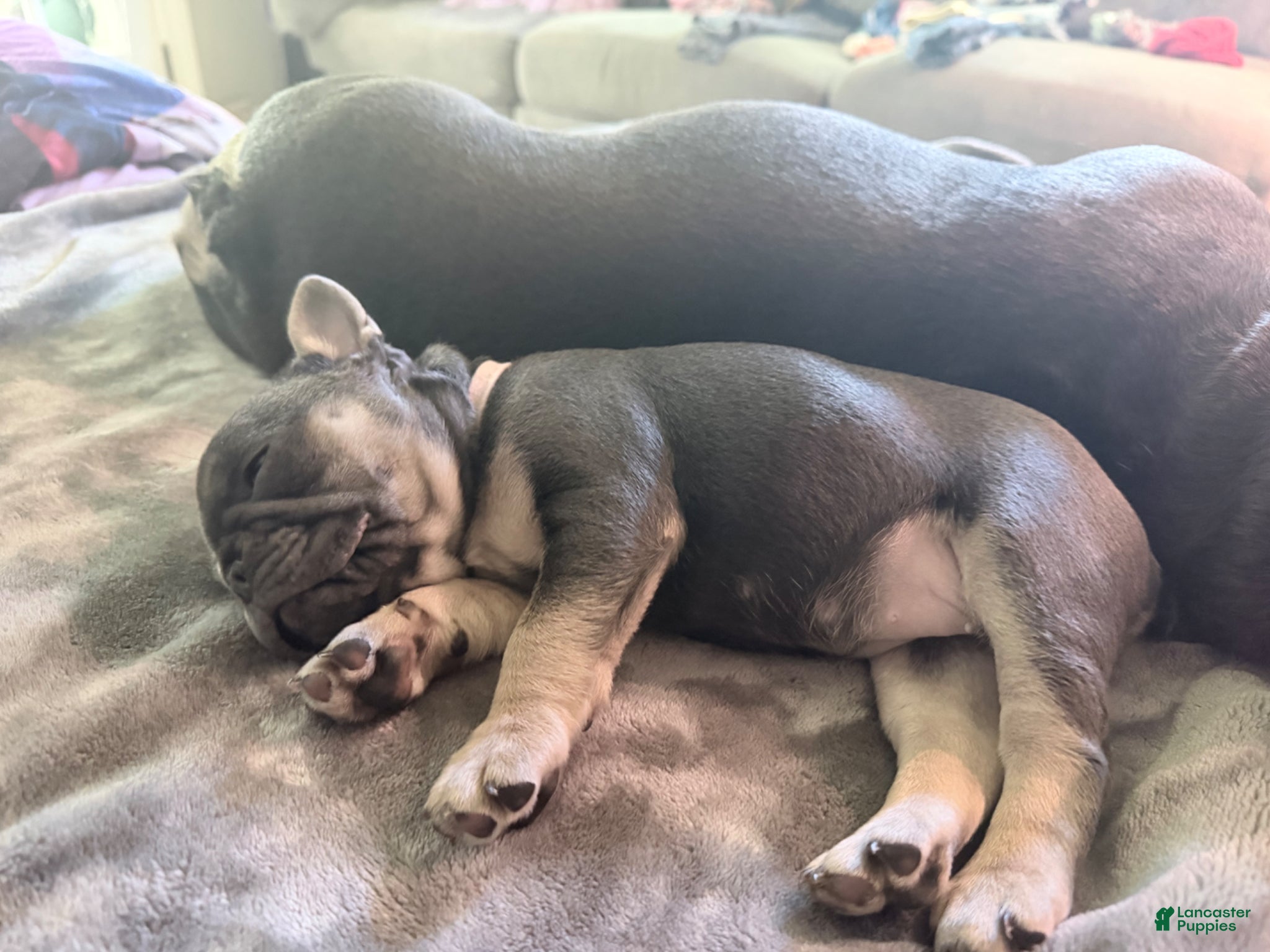 French Bulldog dogs for sale: French Bulldog Female AKC - Ad 7