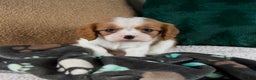 Cavalier King Charles Spaniel dogs for sale: Annie - Ad 5