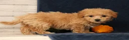 Bichpoo dogs for sale: Oasis - Ad 6