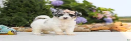 Havapoo dogs for sale: Cuddles  - Ad 9