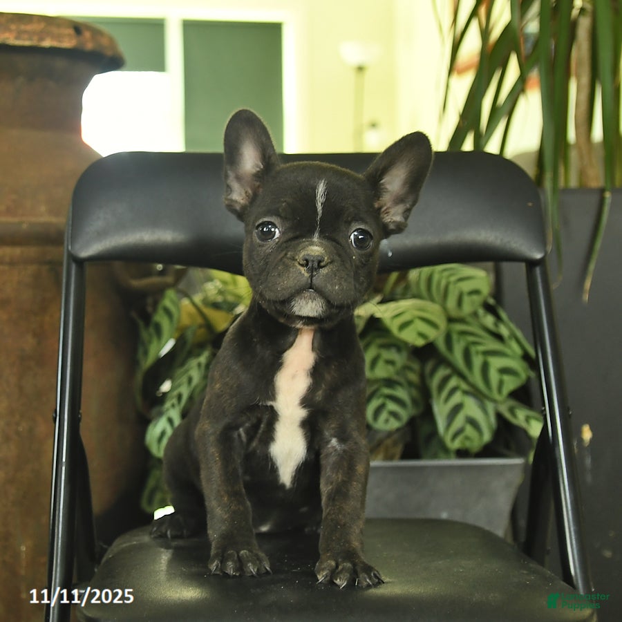 Frenchton dogs Carolina  - Ad 2