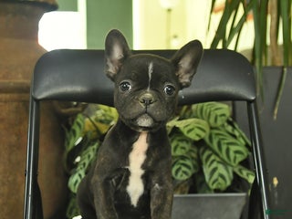 Frenchton dogs Carolina - Ad 2