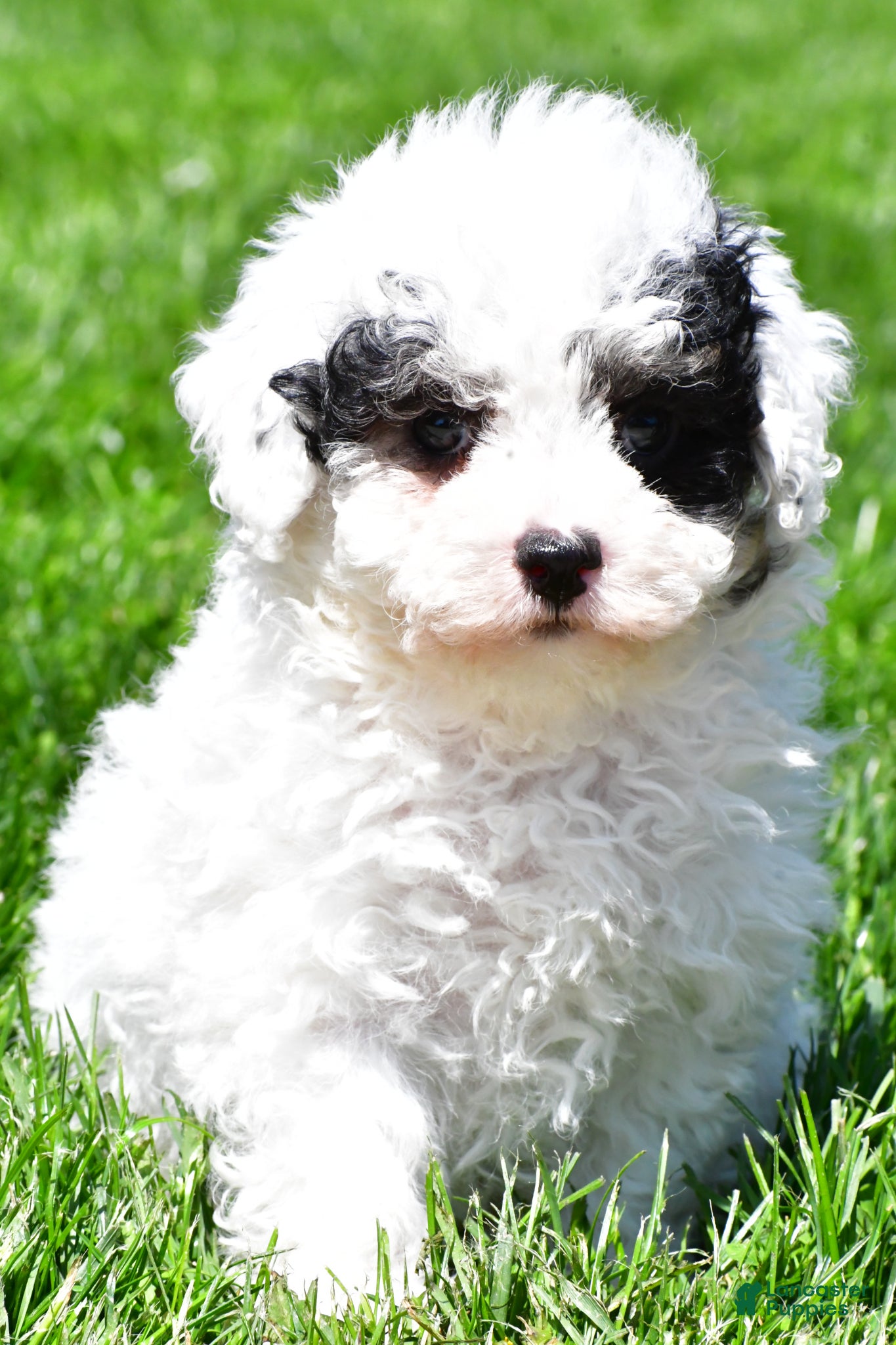 Miniature Poodle dogs Tristan - Ad 1