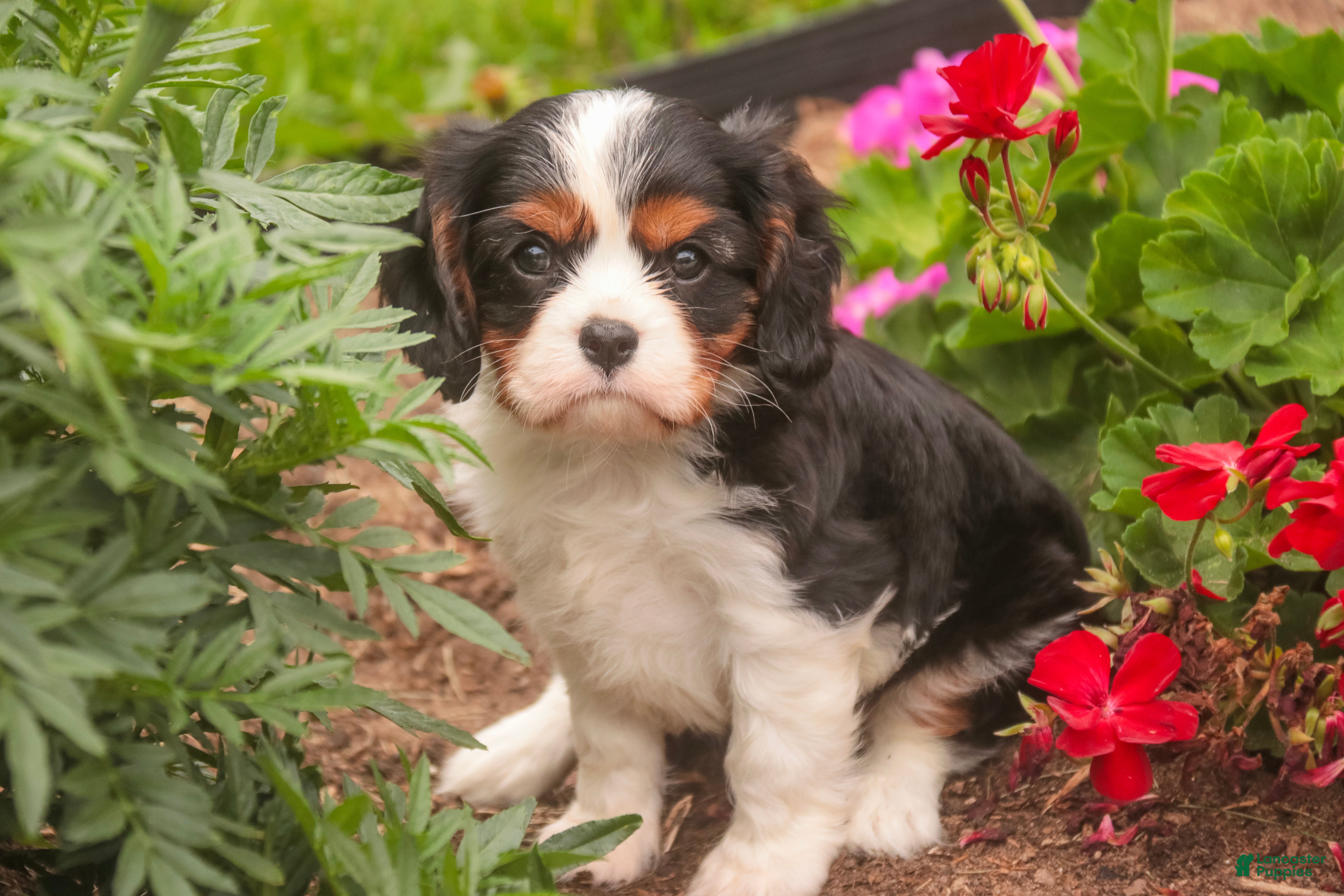 Cavalier King Charles Spaniel dogs Jerry - Ad 1