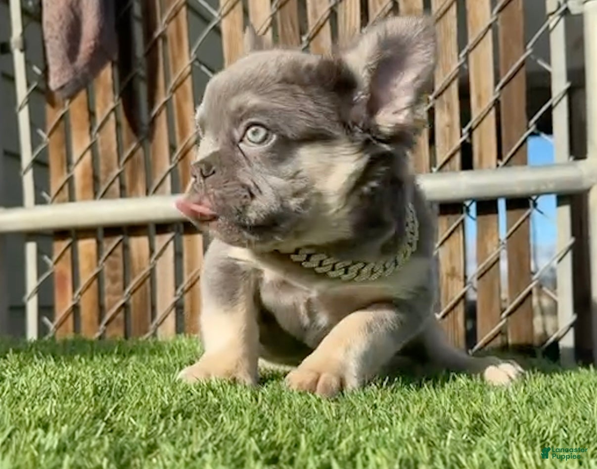 French Bulldog dogs for sale: Rocky-Rare Lilac Tan Fluffy in LA, CA-USA DELIVERY & FINANCING OPTIONS AVAILABLE! - Ad 2