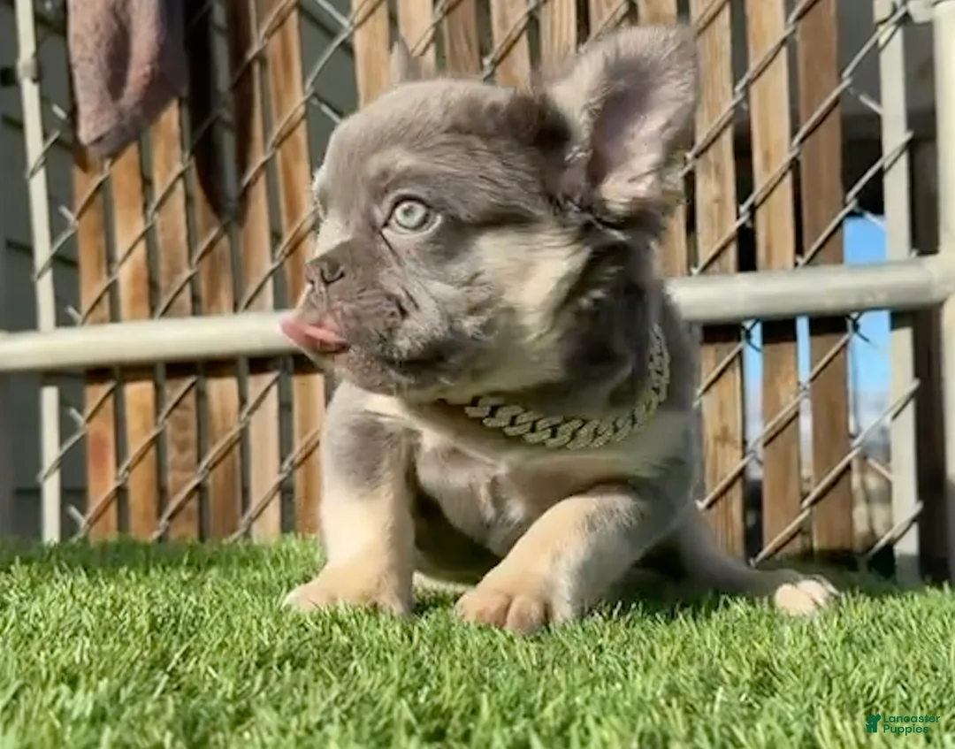French Bulldog dogs for sale: Rocky-Rare Lilac Tan Fluffy in LA, CA-USA DELIVERY & FINANCING OPTIONS AVAILABLE! - Ad 1