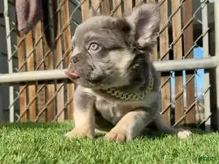 French Bulldog dogs for sale: Rocky-Rare Lilac Tan Fluffy in LA, CA-USA DELIVERY & FINANCING OPTIONS AVAILABLE! - Ad 2