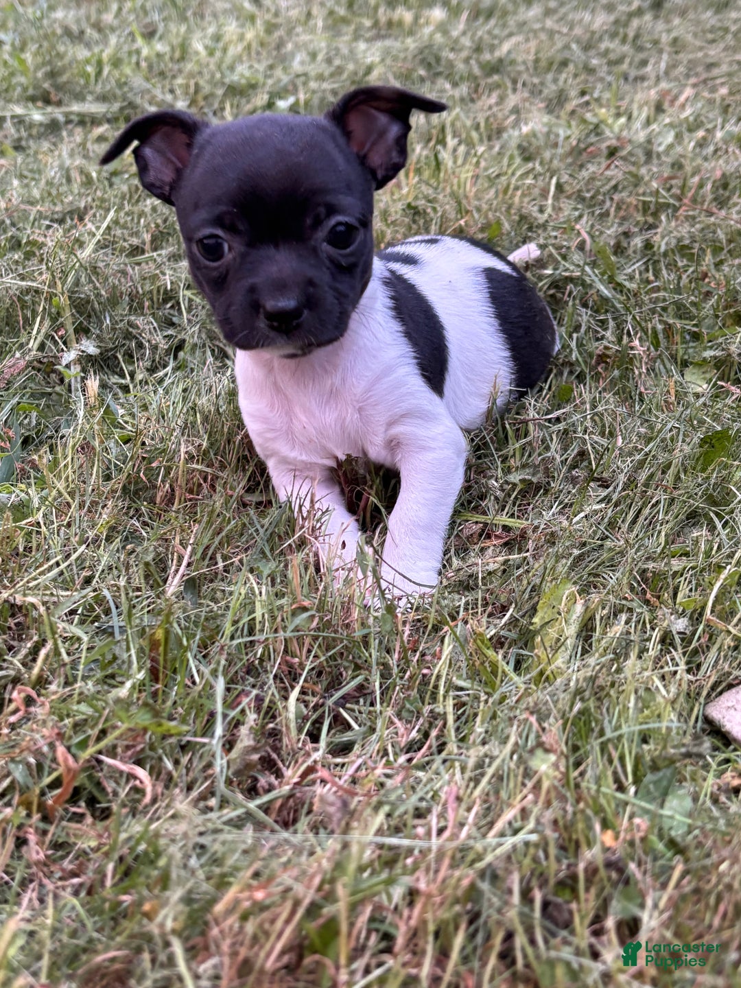 Chihuahua dogs for sale: Chelsea - Ad 1