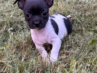 Chihuahua dogs Chelsea - Ad 8