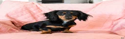 Miniature Dachshund dogs for sale: Pom pom - Ad 6