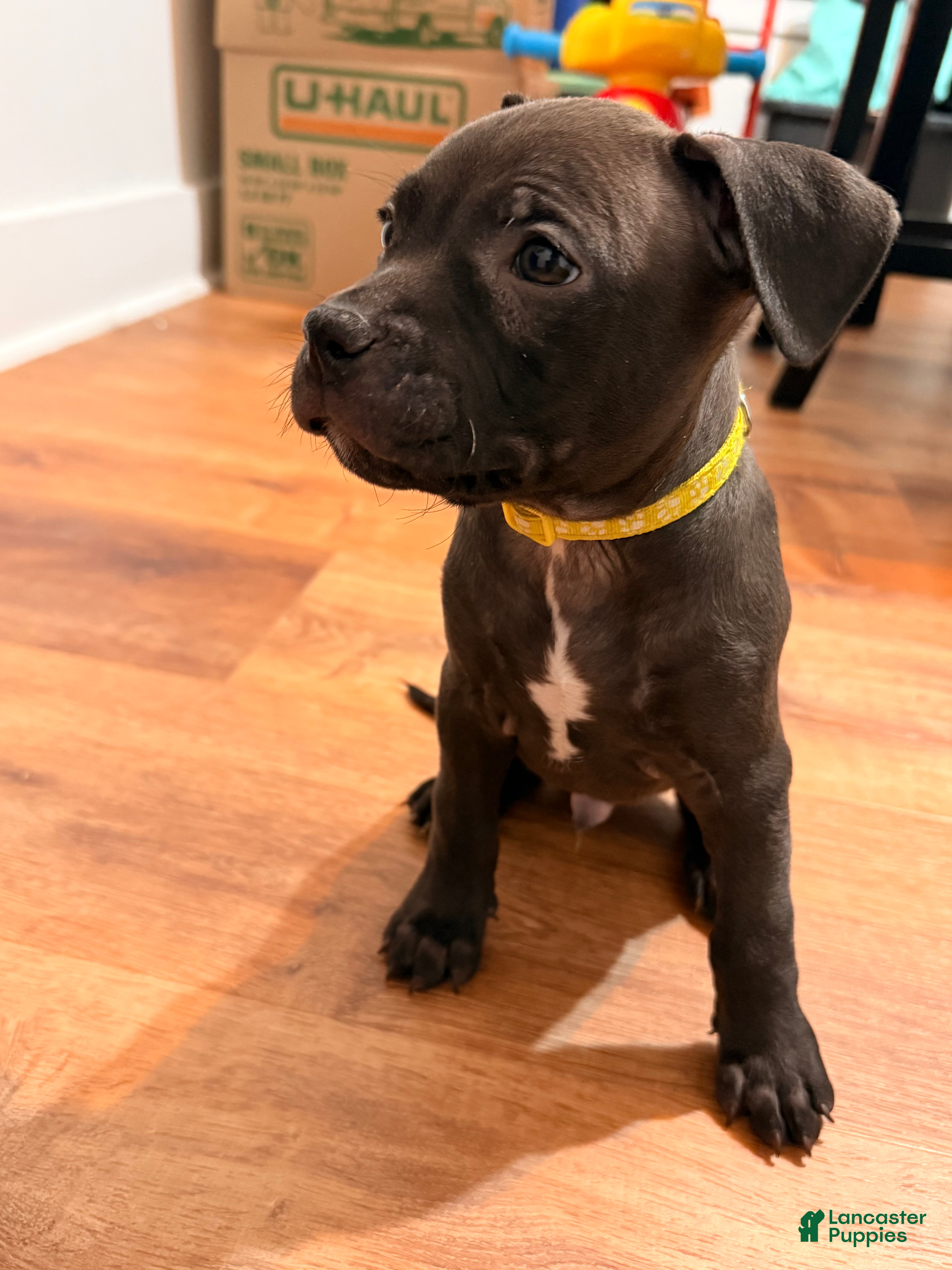 Mixed Breed dogs Pup Yellow - Ad 15