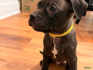 Mixed Breed dogs Pup Yellow - Ad 27