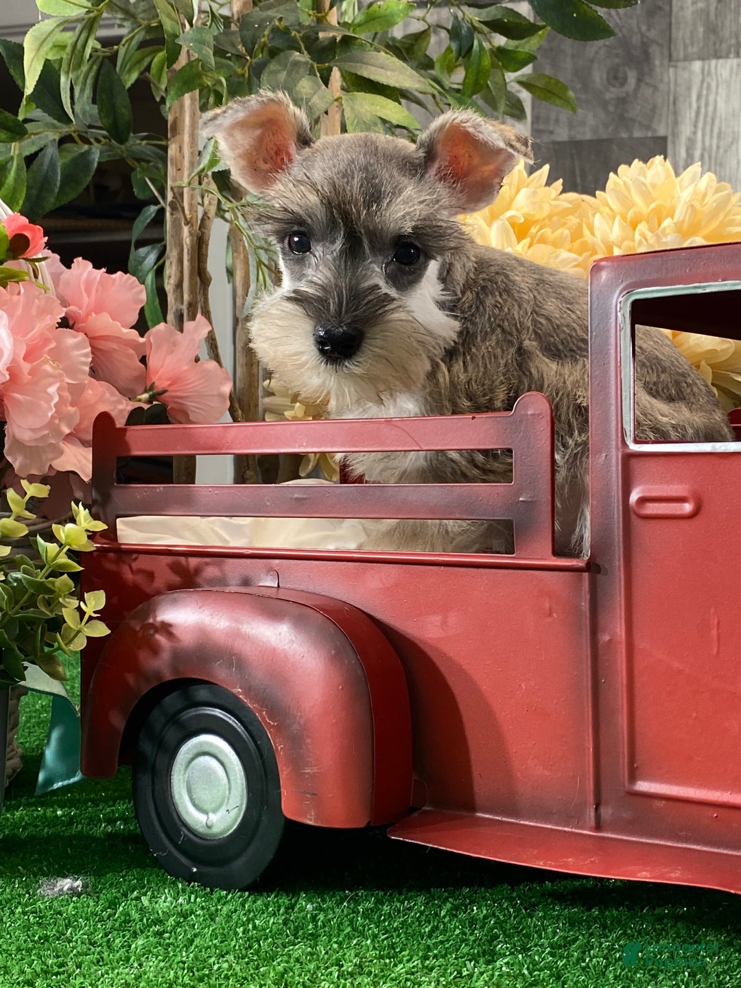 Miniature Schnauzer dogs for sale: King - Ad 3