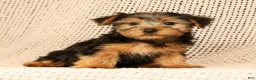 Yorkshire Terrier dogs for sale: AJ - Ad 9