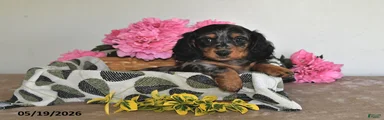 Rosie