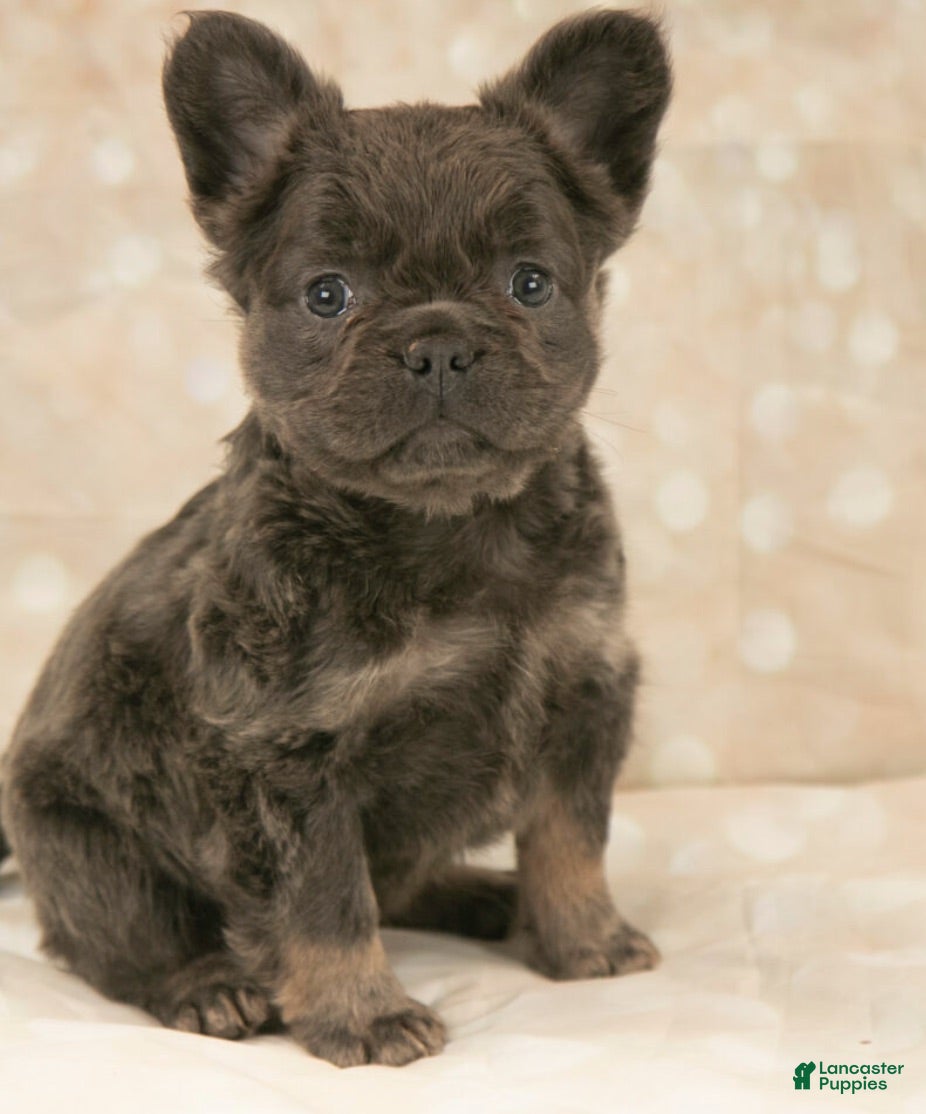 French Bulldog dogs Kodak Girl - Ad 31