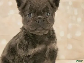 French Bulldog dogs Kodak Girl - Ad 22
