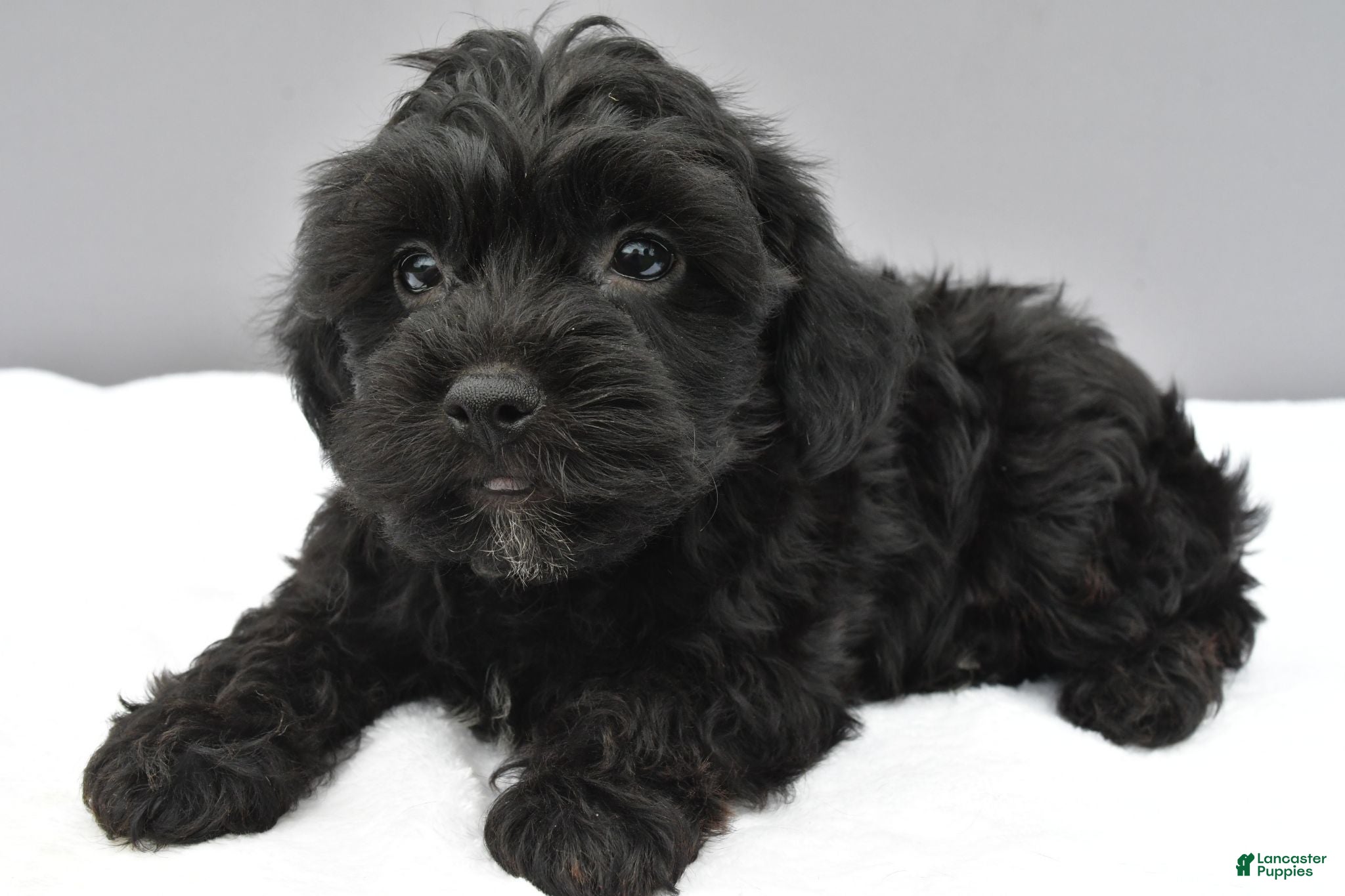 Yorkiepoo dogs Shadow - Ad 2