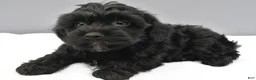 Yorkiepoo dogs for sale: Shadow - Ad 2