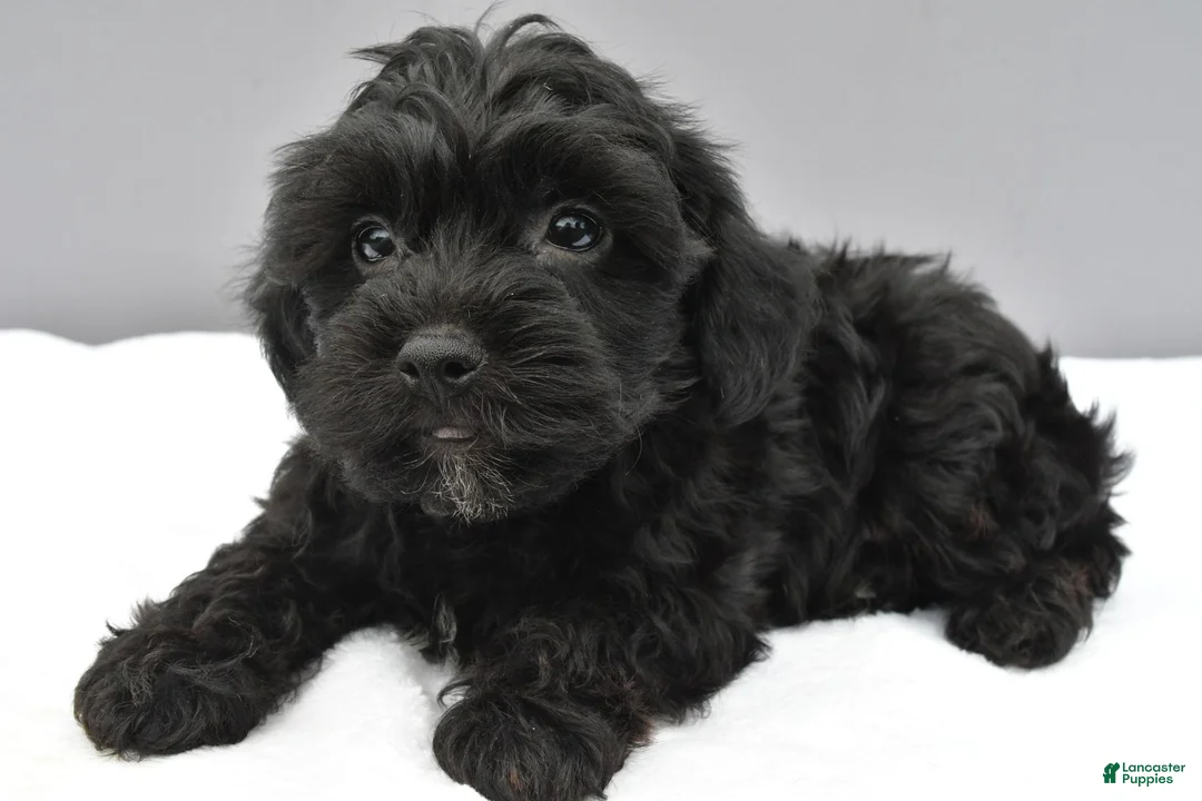Yorkiepoo dogs for sale: Shadow - Ad 2