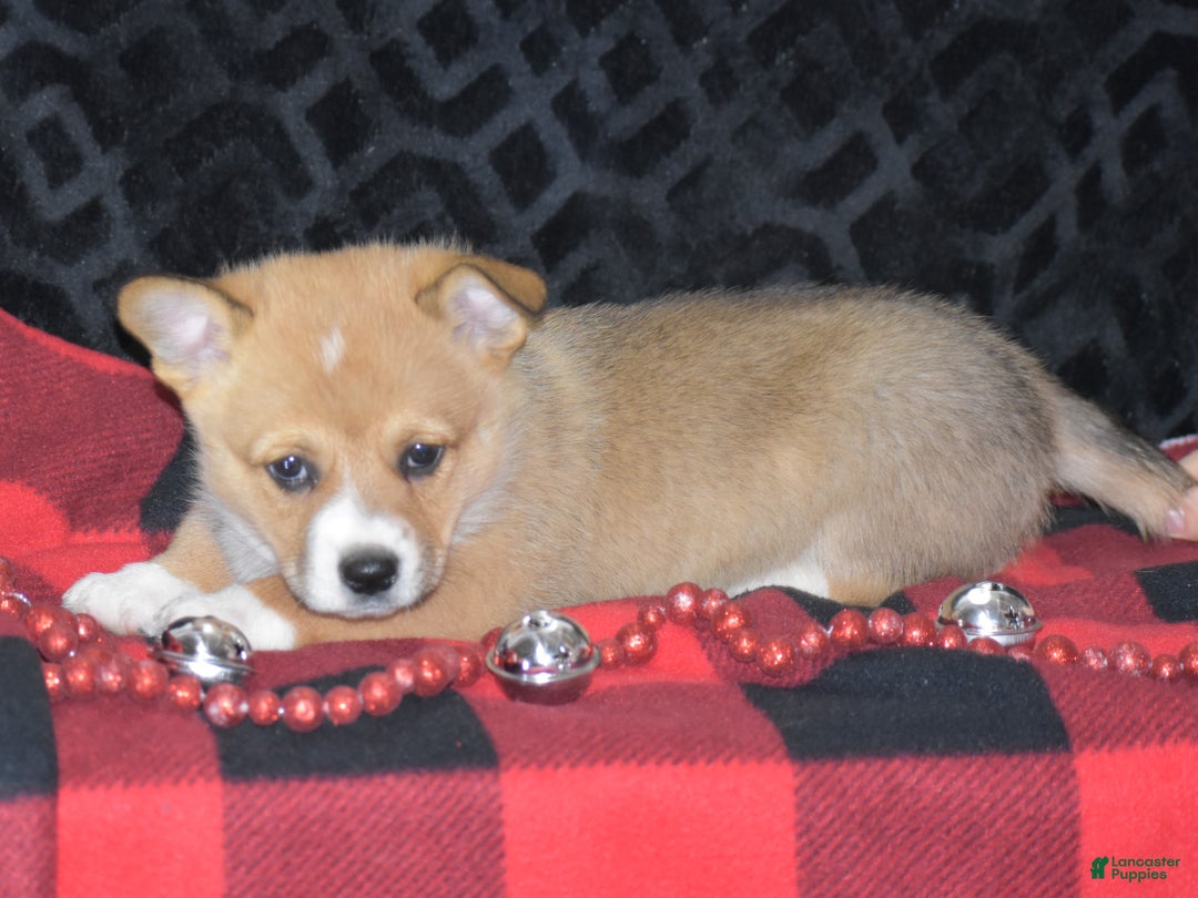 Welsh Corgi Pembroke dogs for sale: Milkyway - Ad 11
