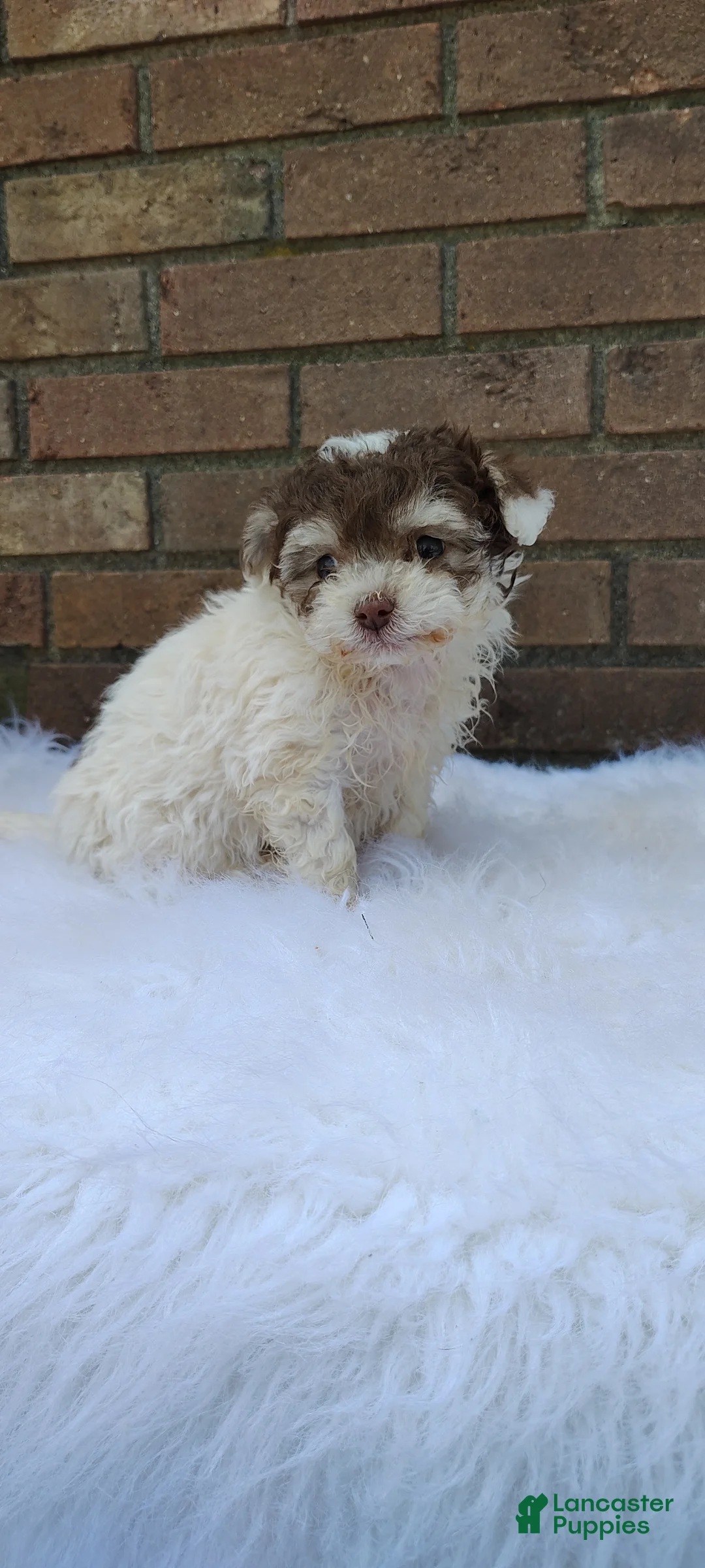 Maltipoo dogs for sale: Maltipoo Puppy 2 - Ad 2