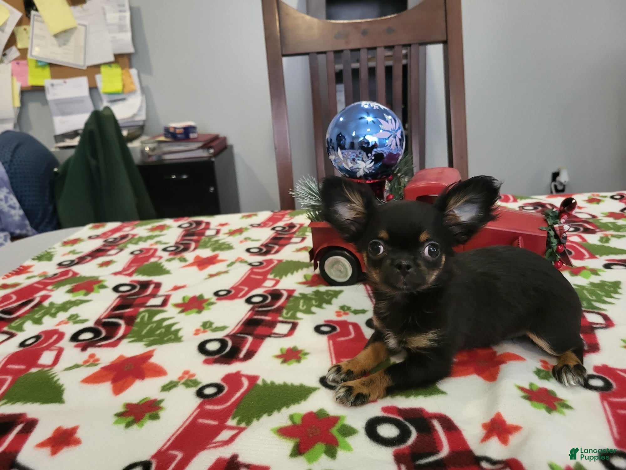 Chihuahua dogs Pippa - Ad 1