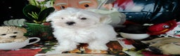 Maltese dogs for sale: ricky - Ad 1
