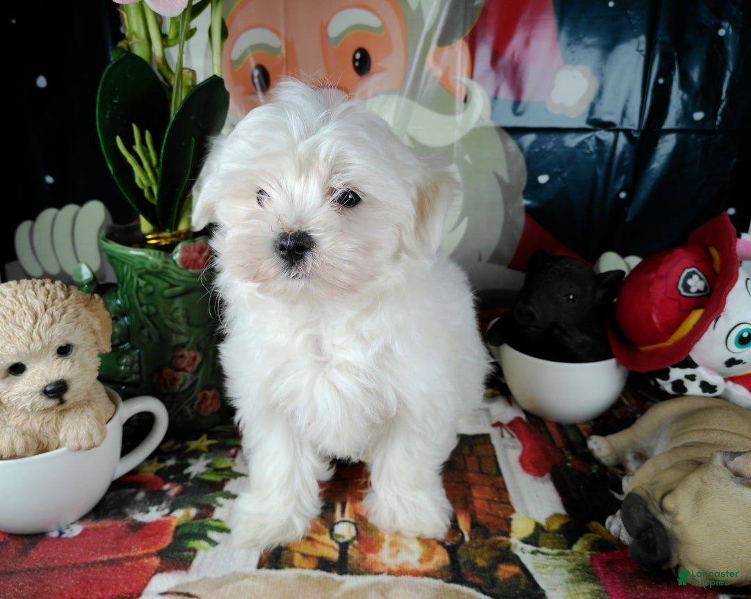 Maltese dogs for sale: ricky - Ad 1