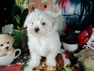 Maltese dogs ricky - Ad 12