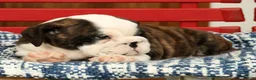 English Bulldog dogs for sale: Aurelia - Ad 7
