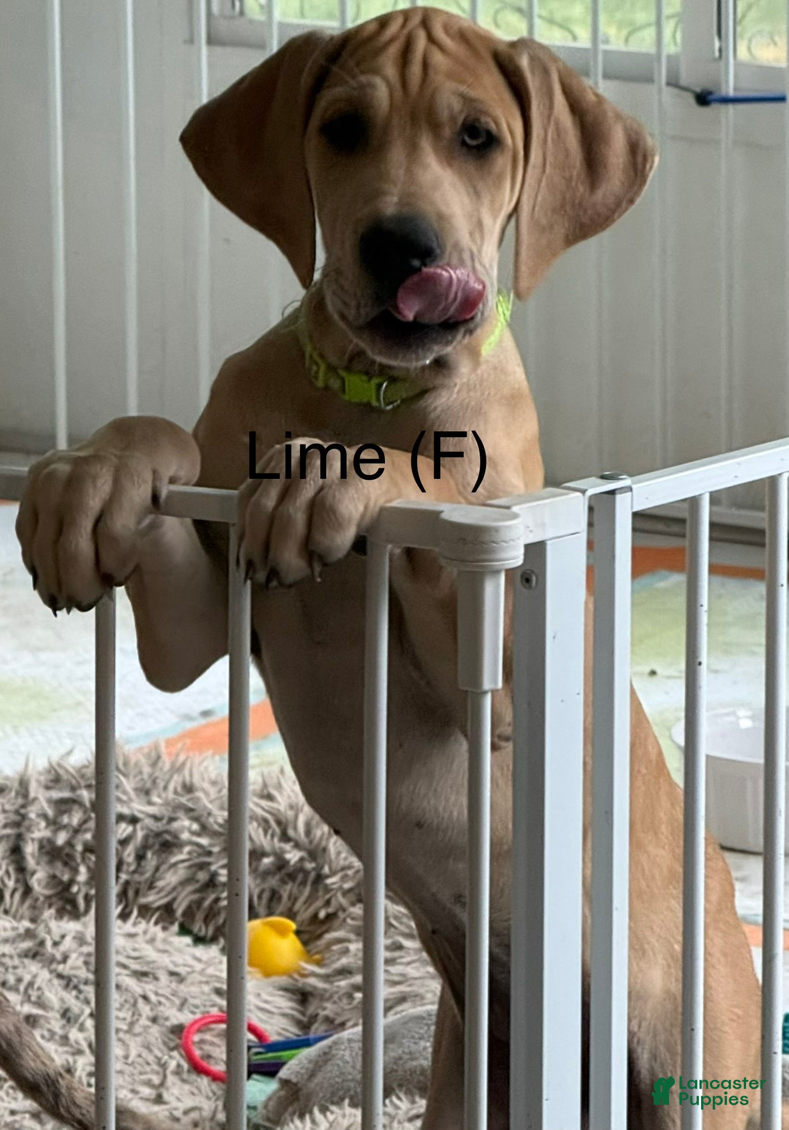 Great Dane dogs Lime - Ad 22
