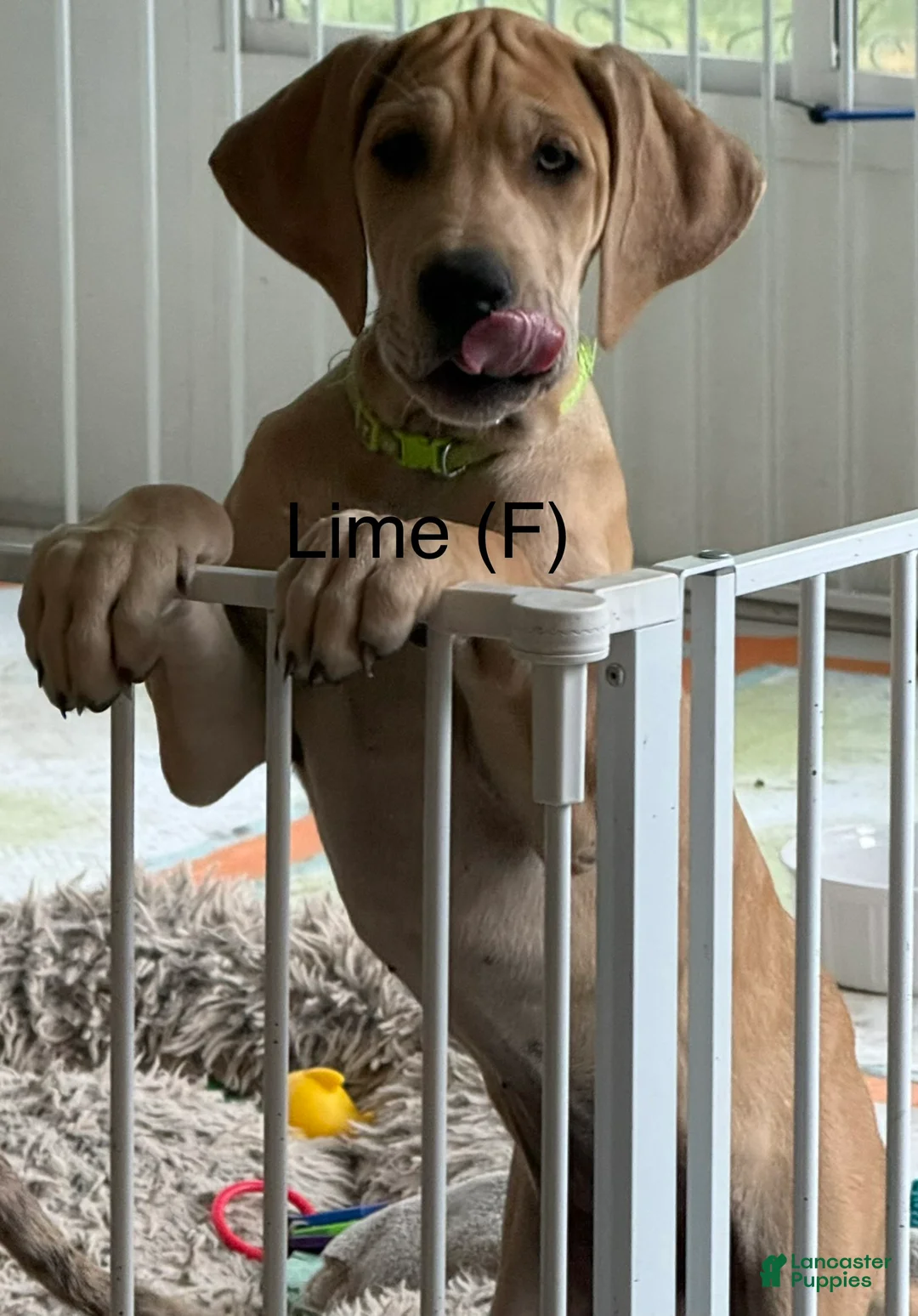 Great Dane dogs for sale: Lime - Ad 1