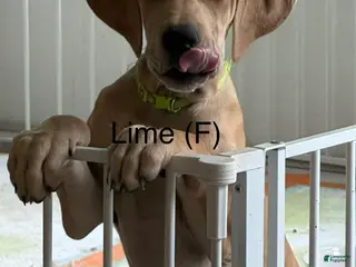 Great Dane dogs Lime - Ad 22