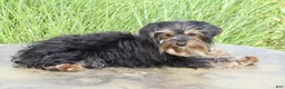 Yorkshire Terrier dogs for sale: Ethan - Ad 4
