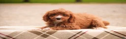 Cavapoo dogs for sale: Avery Cavapoo  - Ad 10