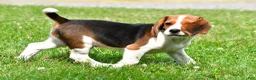 Beagle dogs for sale: Milo - Ad 6