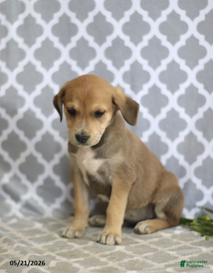 Mixed Breed dogs Rosy - Ad 2