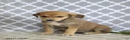 Mixed Breed dogs for sale: Rosy - Ad 2