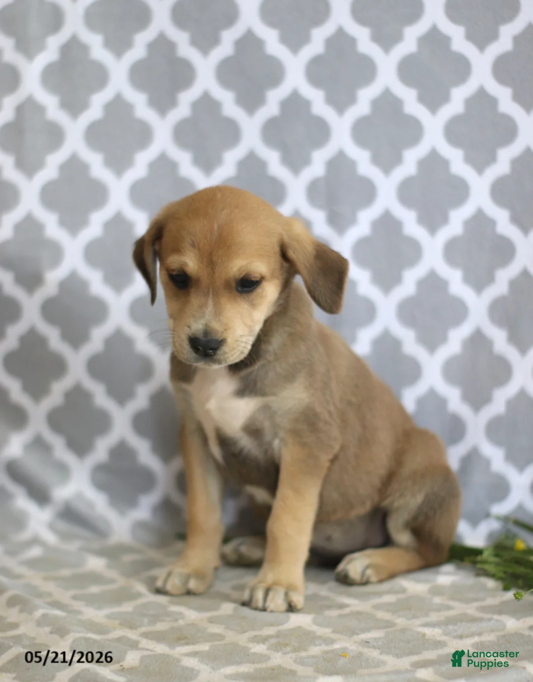 Mixed Breed dogs for sale: Rosy - Ad 2