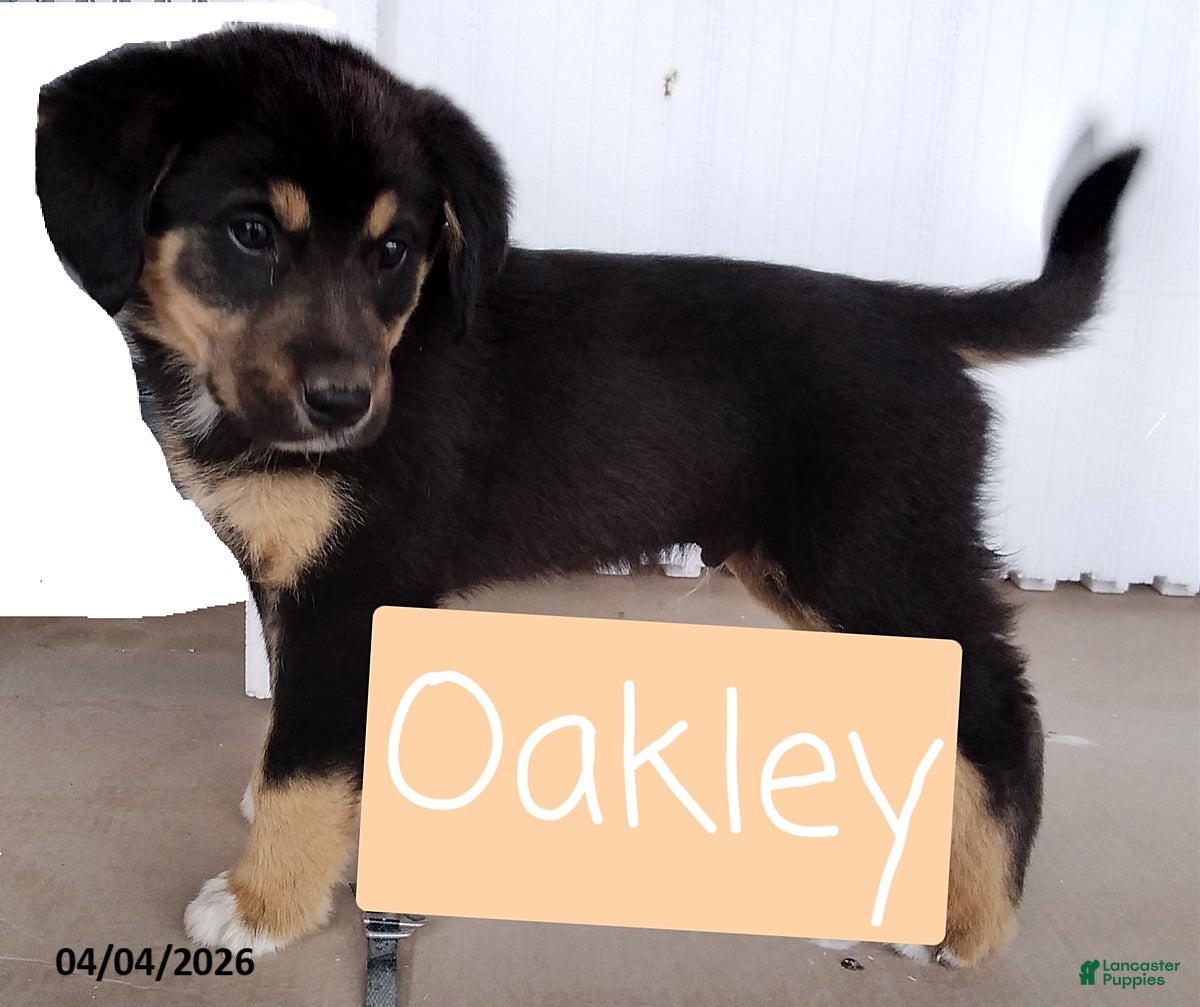 Mixed Breed dogs Oakley - Ad 1
