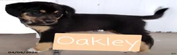Mixed Breed dogs for sale: Oakley - Ad 3