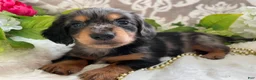 Miniature Dachshund dogs for sale: Kade - Ad 3