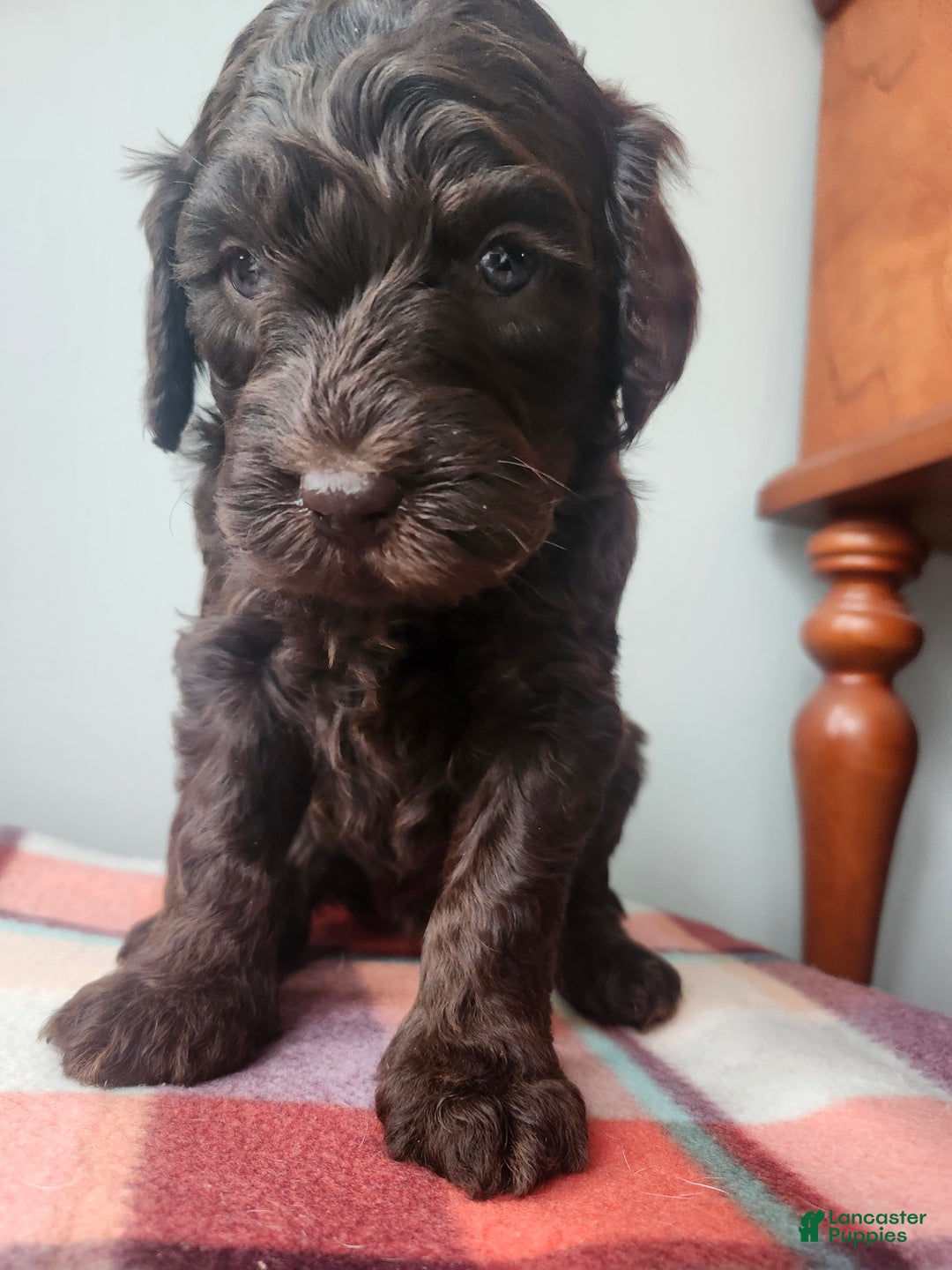 Labradoodle dogs for sale: Holly - Ad 10