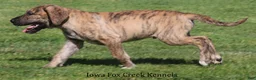 Great Dane dogs for sale: Murphy - Ad 7