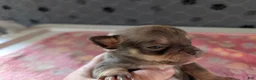 Chihuahua dogs for sale: Fletcher - Ad 4