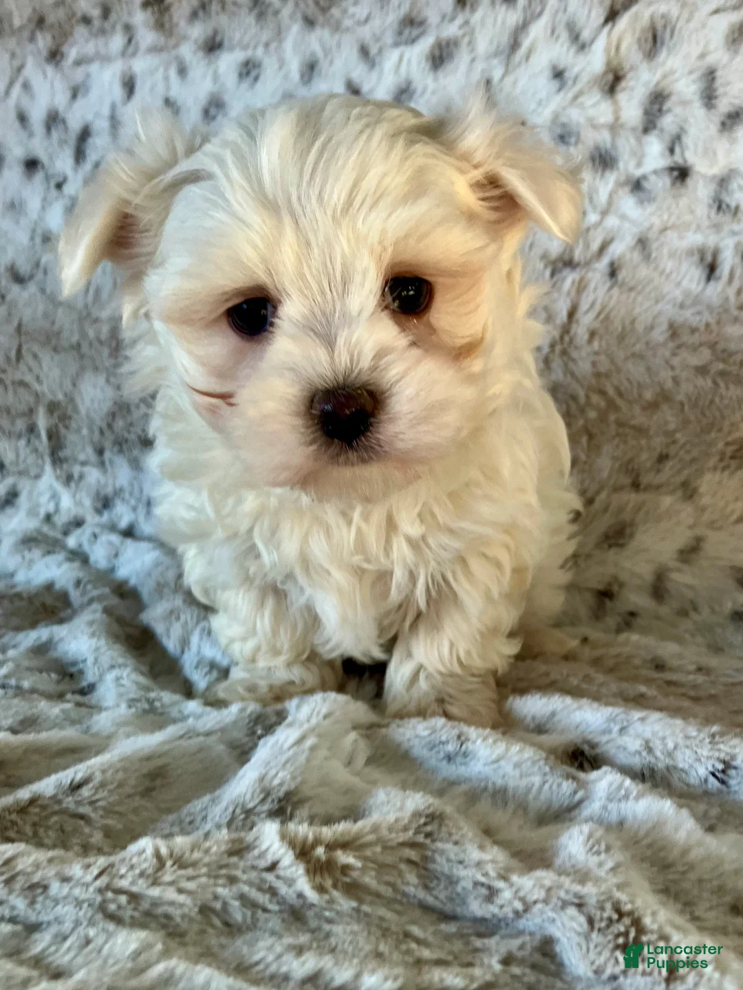 Maltese dogs for sale: Milo - Ad 7